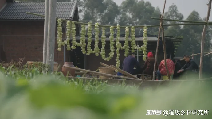 重庆不起眼的一种蔬菜,却在全球热销150亿包,拿捏全球华人的胃