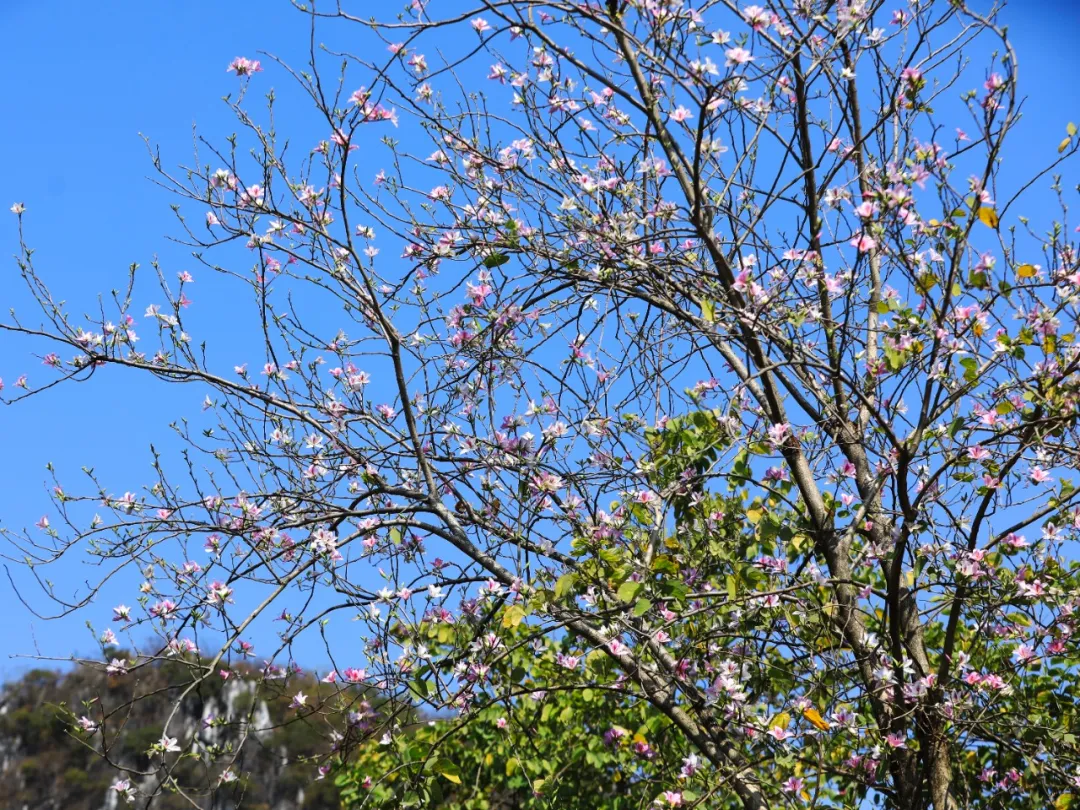 七星岩将迎最美花期!还有多重活动、优惠来袭→