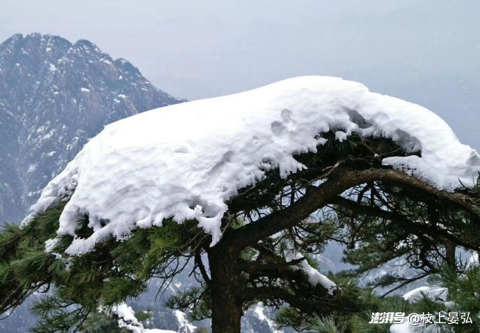 瑞雪不落别处_澎湃号·湃客_澎湃新闻-The Paper