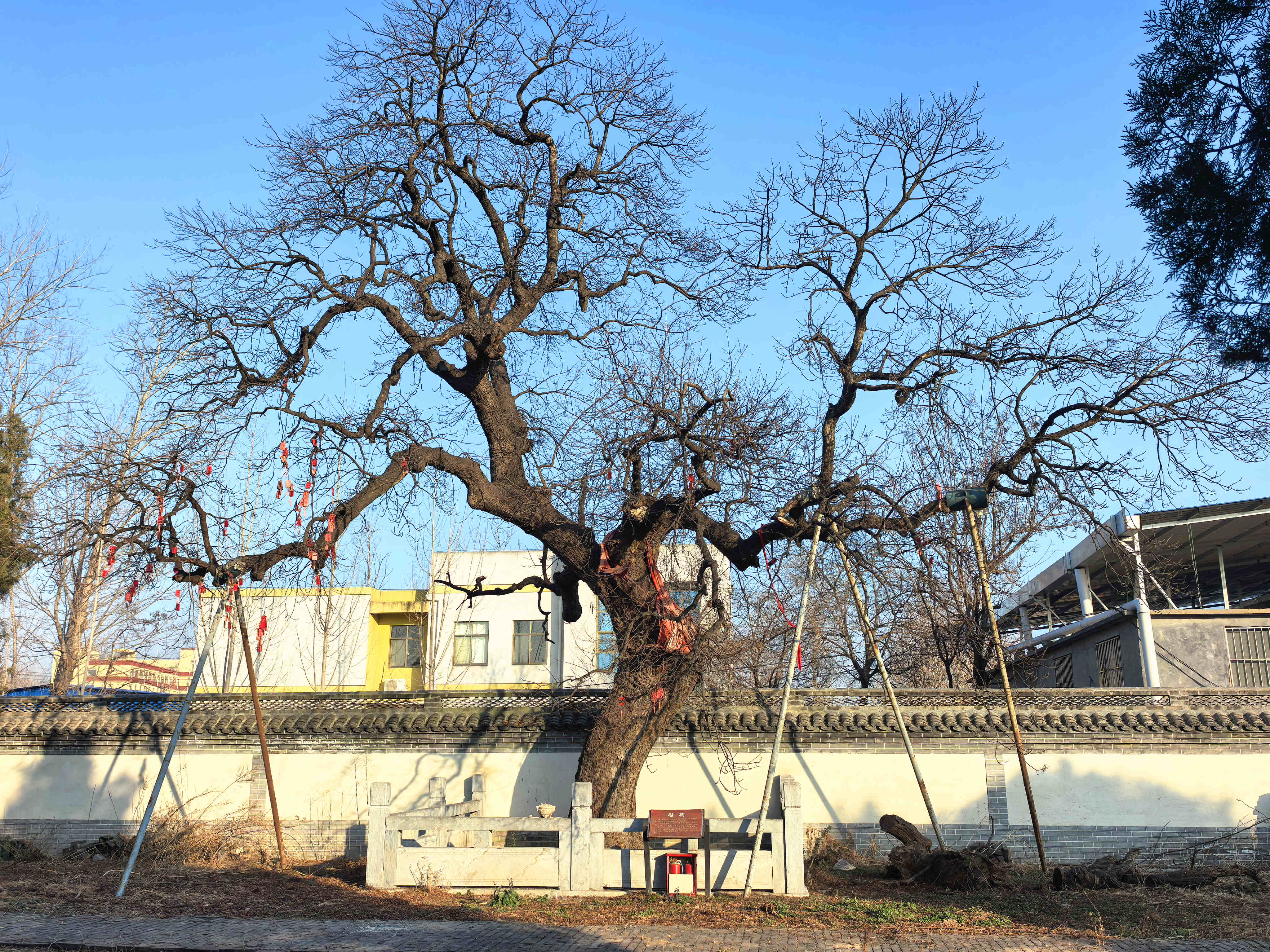 古祠千载承贤韵 敬简新风润曹州——探访冉贤集冉仲弓祠_澎湃号·媒体_澎湃新闻-The Paper