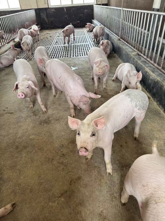 我区生猪养殖探索现代化转型新路径_澎湃号·政务_澎湃新闻-The Paper