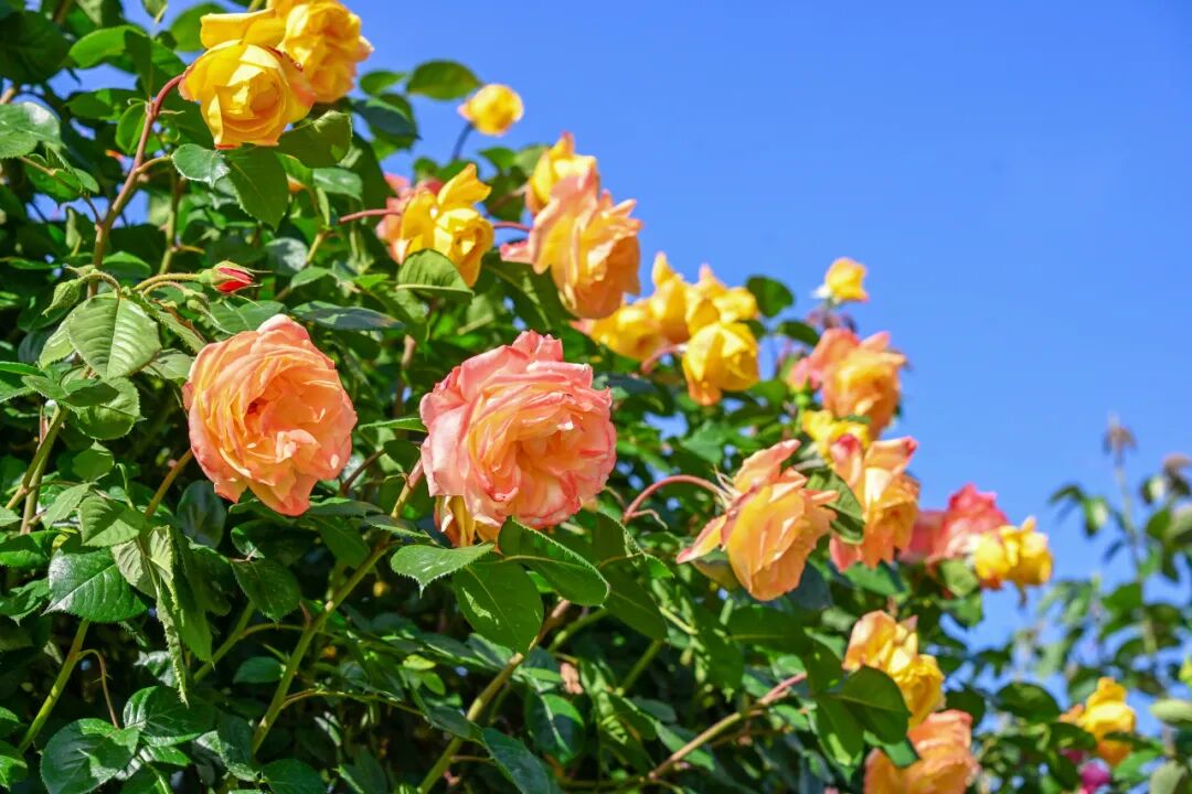 《泉城五一追花地图》来了!花海拍照巨出片!_澎湃号·政务_澎湃新闻-The Paper