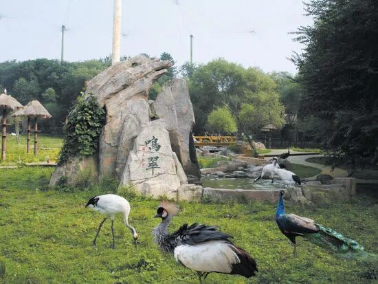走进长春网红打卡地——东北虎园