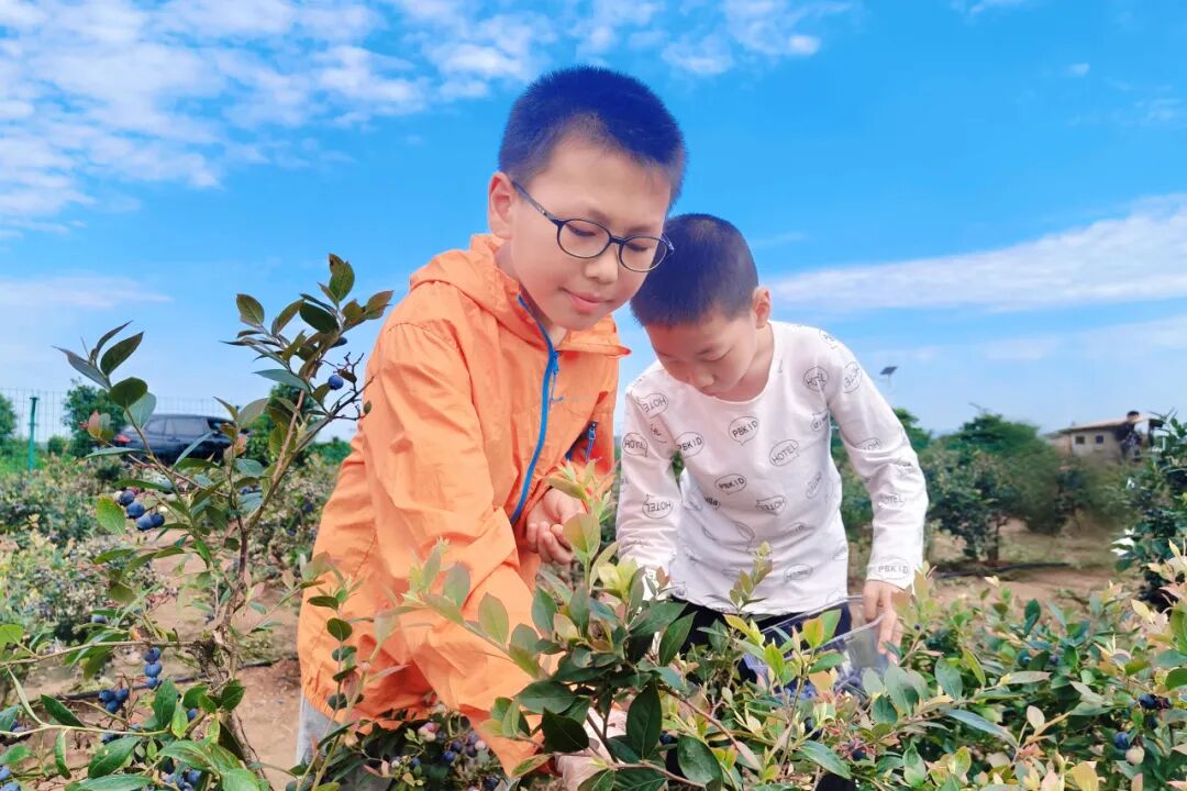 蓝莓基地的新风貌:农业科技创新引领未来