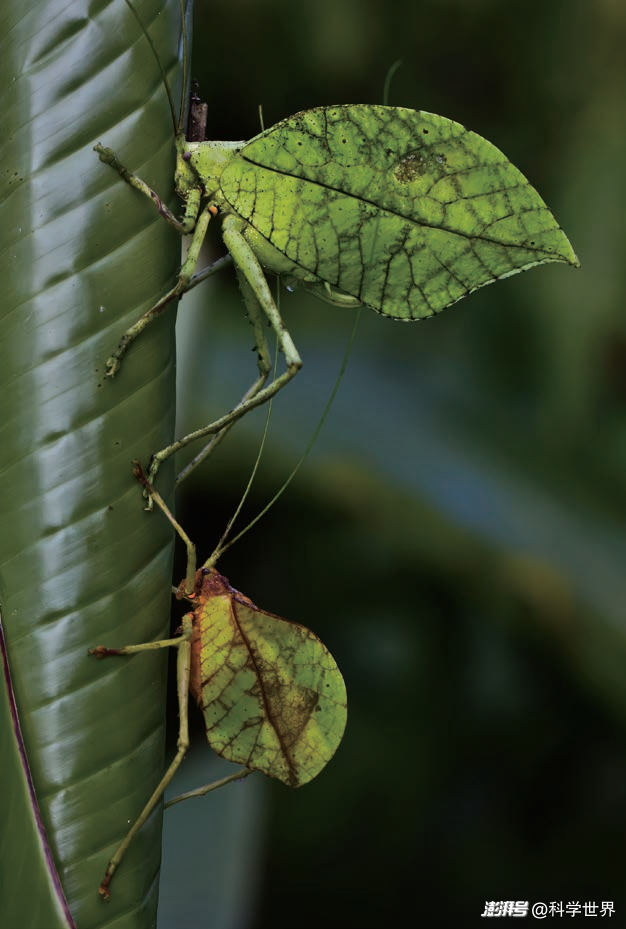 螽斯图鉴大赏:昆虫界的百变达人 | 科学世界·昆虫与植物