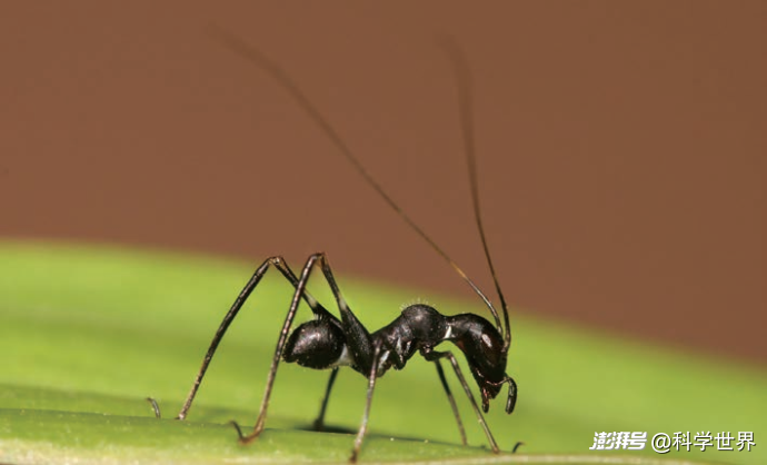 螽斯图鉴大赏:昆虫界的百变达人 | 科学世界·昆虫与植物