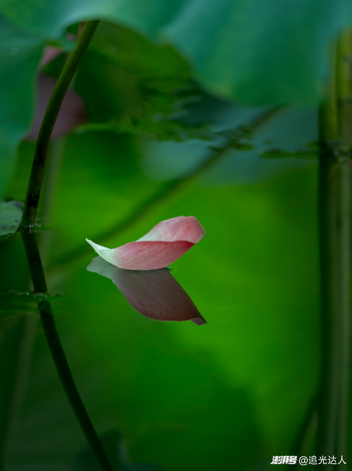 夏荷|留白处自有视界