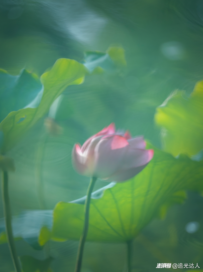 夏荷|留白处自有视界