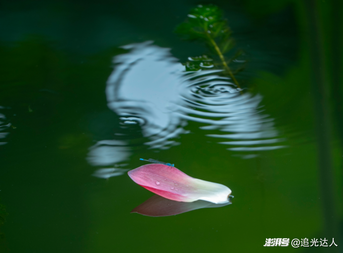 夏荷|留白处自有视界