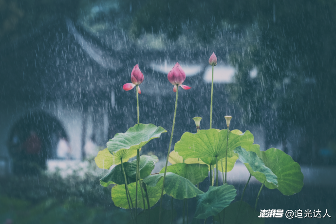 夏荷|留白处自有视界