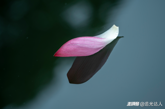 夏荷|留白处自有视界