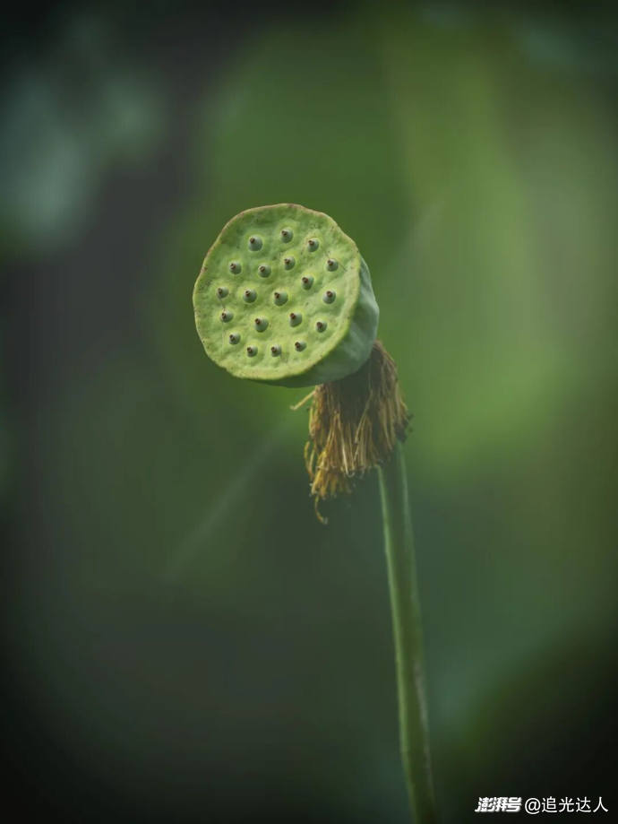夏荷|留白处自有视界