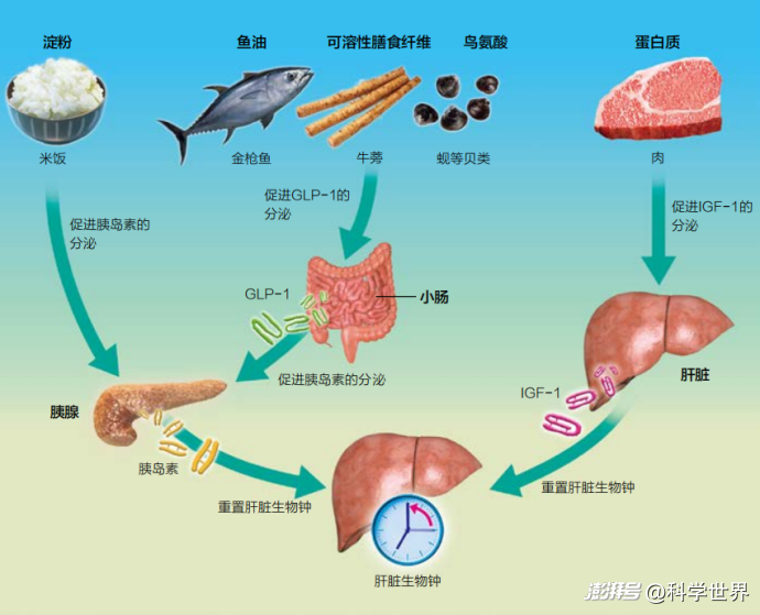 为什么建议早餐吃好、晚餐吃早?“时间营养学”告诉你答案 | 科学世界·探索