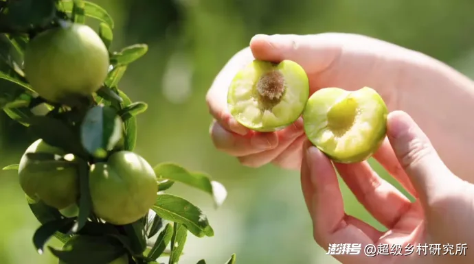 比重庆主城更8D魔幻的地方出现了！这里的人出门通勤靠电梯，用无人机送水果，在山顶建飞机场
