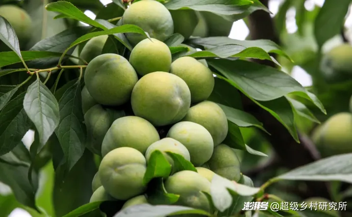 比重庆主城更8D魔幻的地方出现了！这里的人出门通勤靠电梯，用无人机送水果，在山顶建飞机场