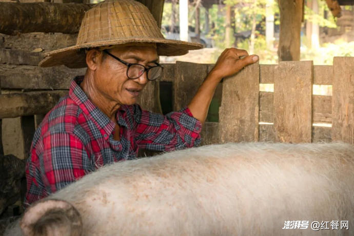 牧原养猪半年亏60亿，杀猪生意却偷偷赚钱了