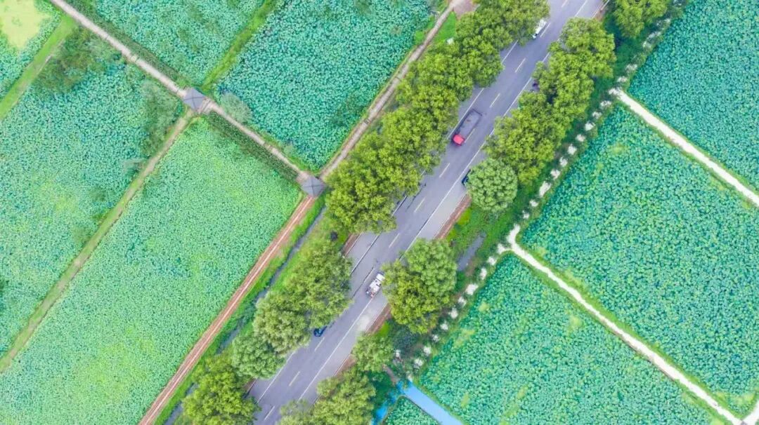 行在济南 游在路上丨农村公路铺就“路景相融”新画卷
