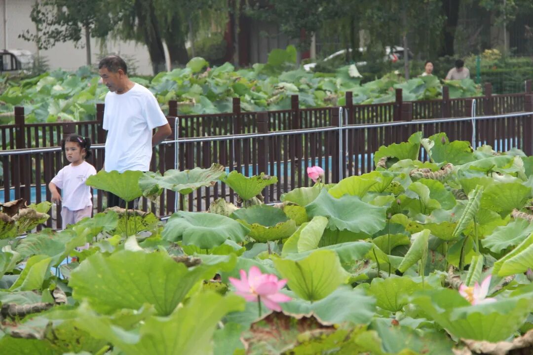 行在济南 游在路上丨农村公路铺就“路景相融”新画卷