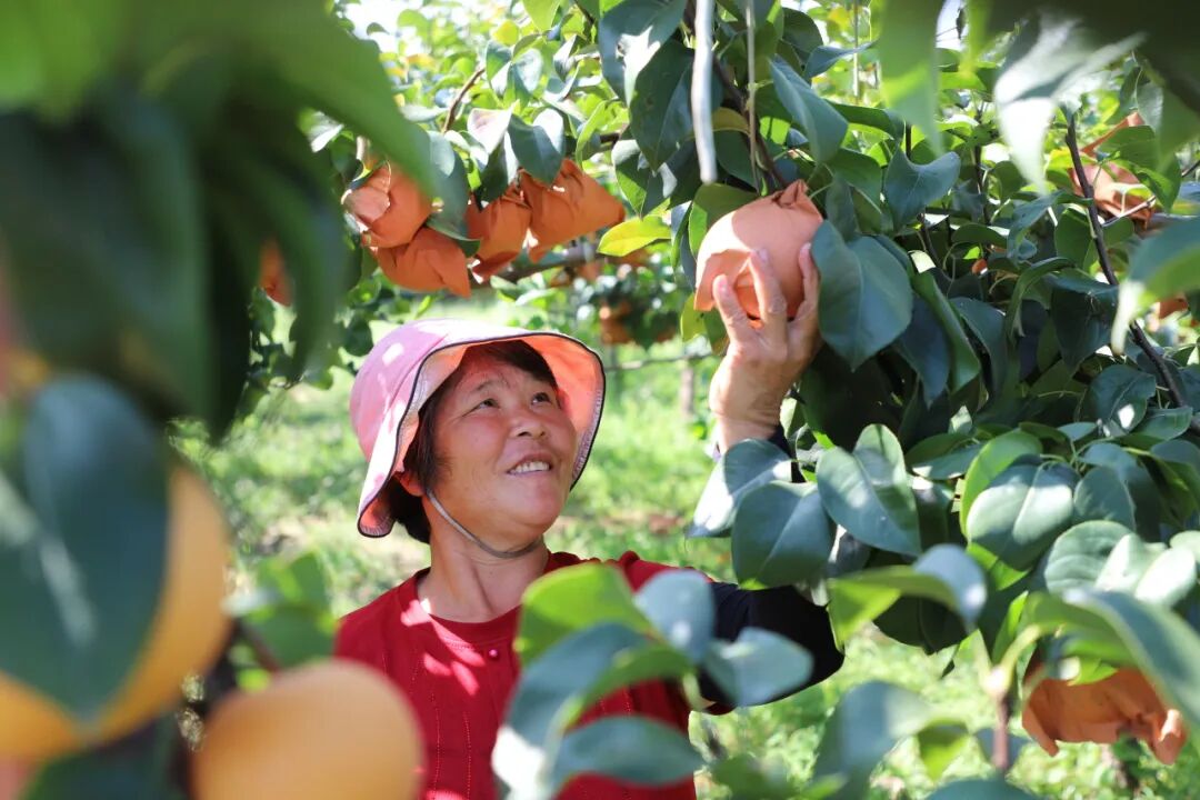 钢城秋日采摘正当时!枝头满溢香甜,赴一场田园之约
