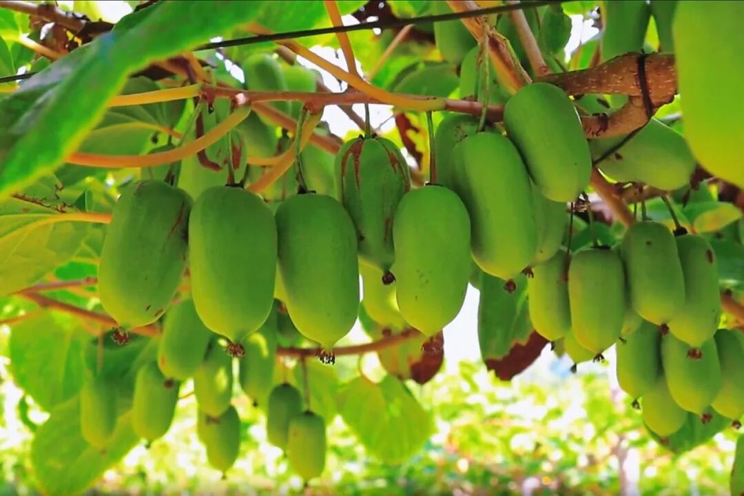 钢城秋日采摘正当时!枝头满溢香甜,赴一场田园之约