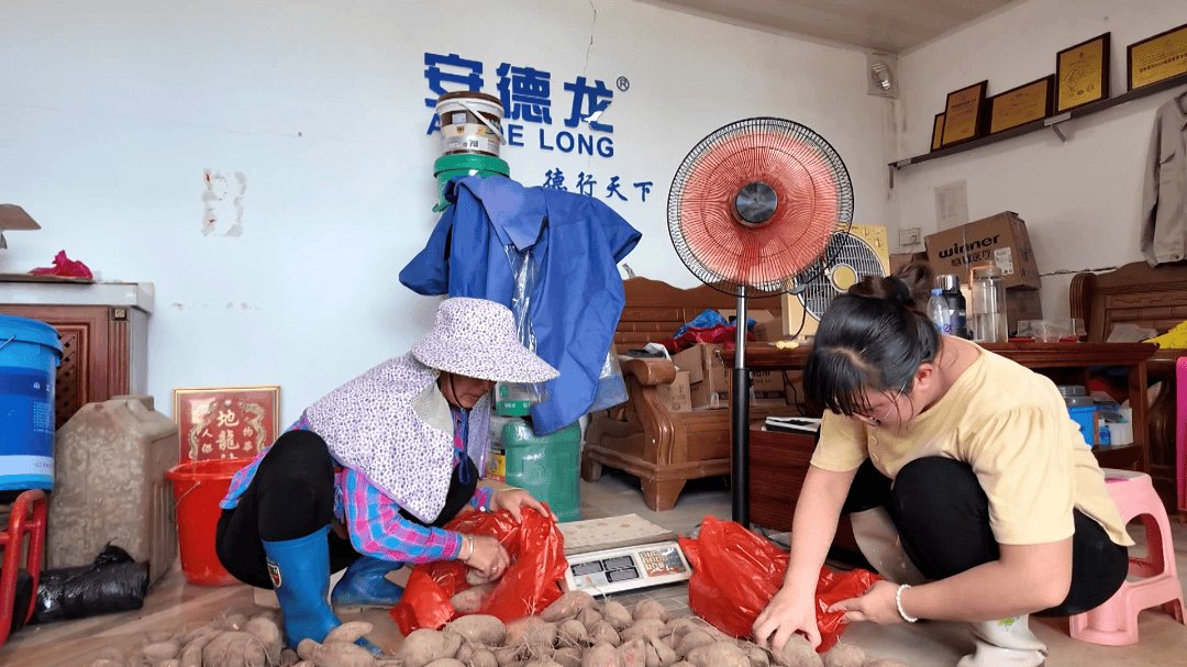 【百千万工程】闸坡镇百亩番薯滞销 爱心接力消费助农