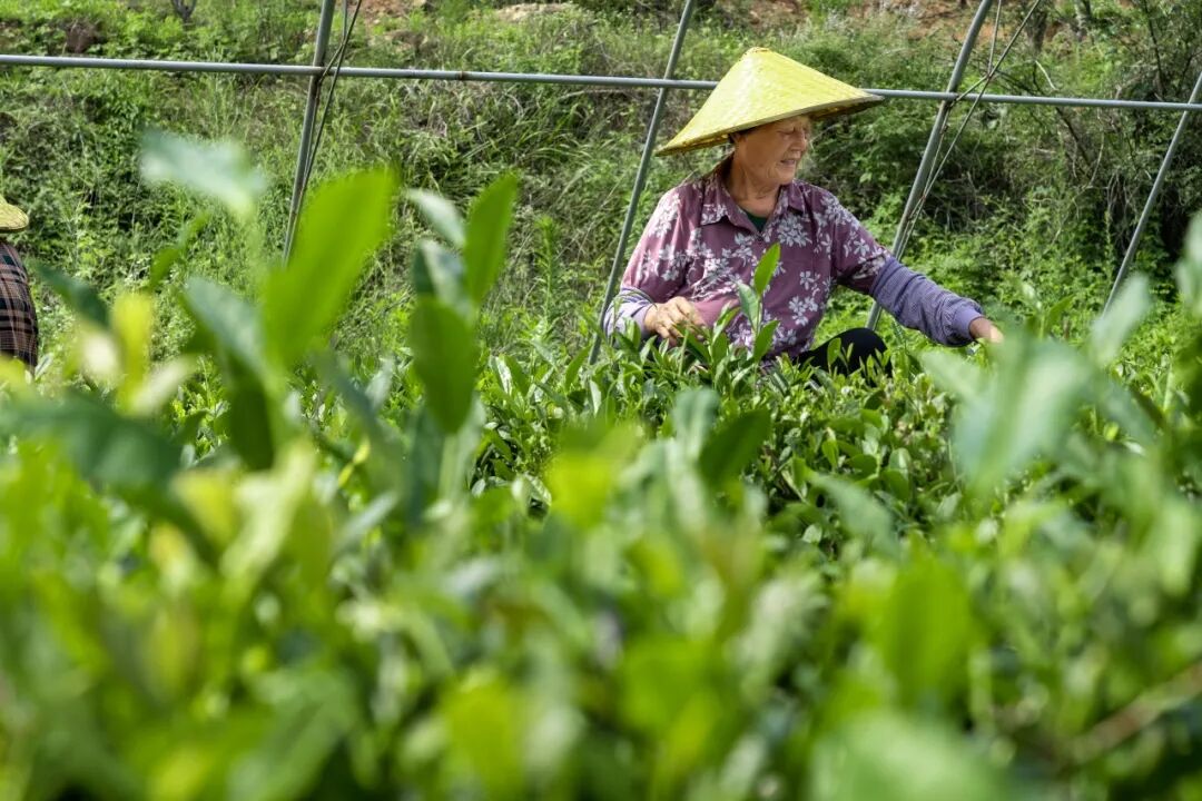 逃离城市喧嚣！莱芜山野饮茶，解锁秋日松弛感