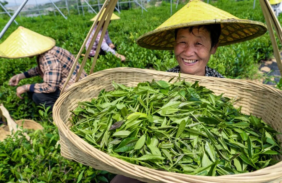 逃离城市喧嚣！莱芜山野饮茶，解锁秋日松弛感
