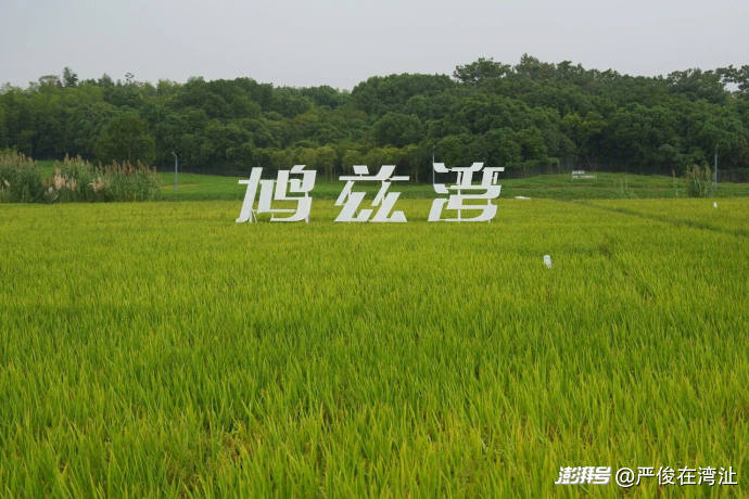 解锁乡村新玩法，湾沚这场艺术节连玩13天不重样
