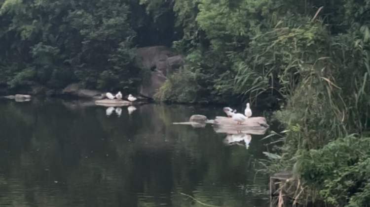 新江湾城水域现现实版“鹅鸭杀”?记者现场核实:确有居民曾“捉鸭”或“放鸭”