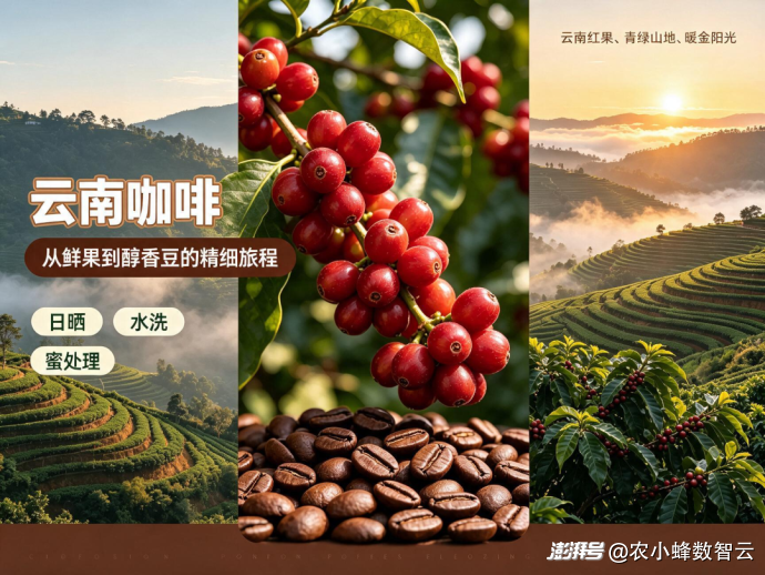 坐拥近千亿产值，云南咖啡为什么难出本土强势品牌？