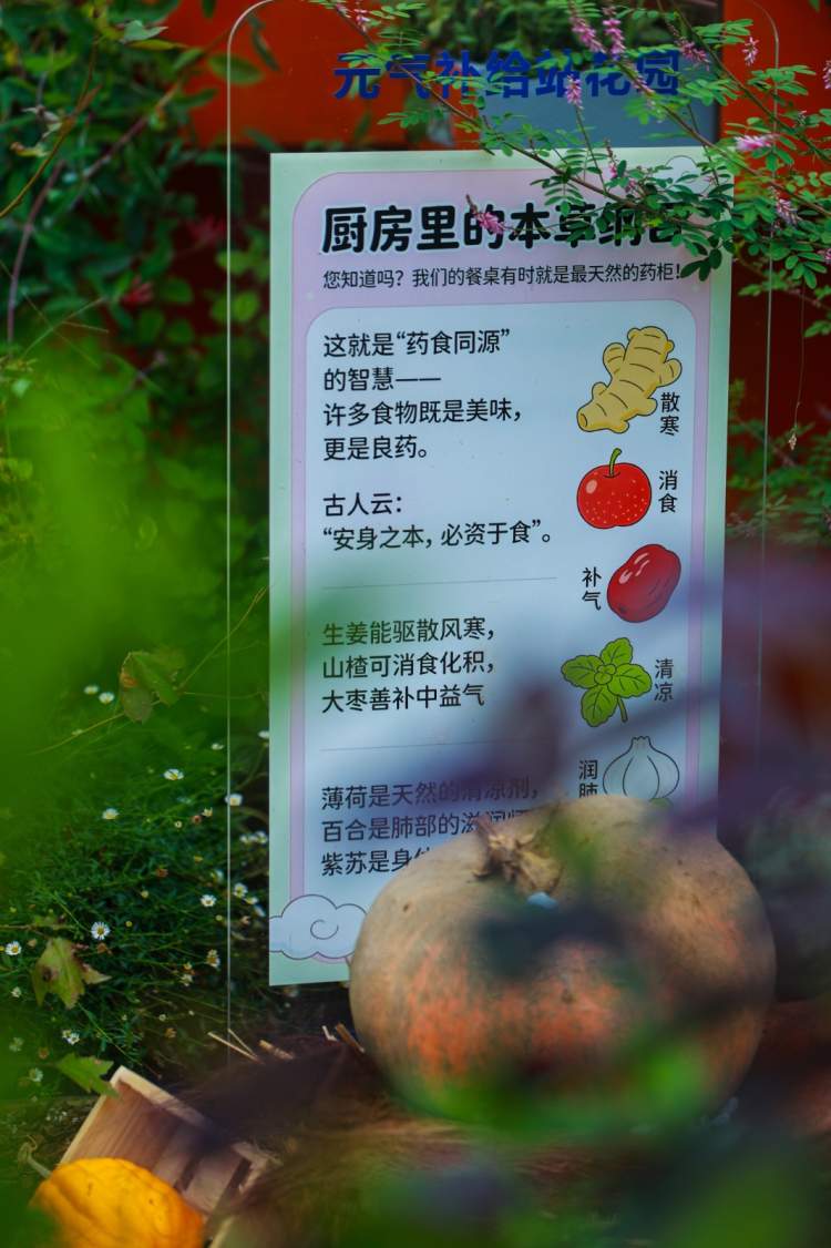 超1000个特色南瓜！上海植物园秋景上新，秋野南瓜派对来了