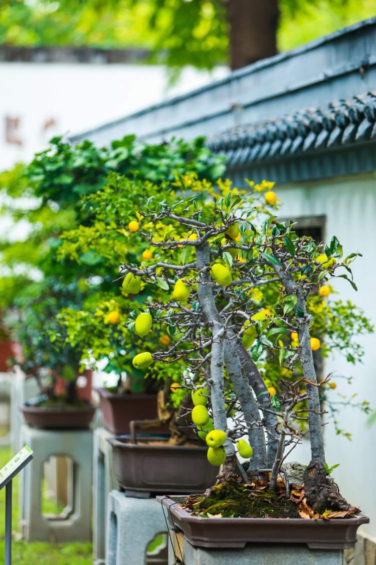 超1000个特色南瓜！上海植物园秋景上新，秋野南瓜派对来了