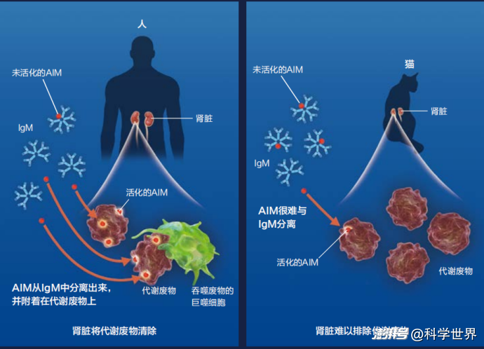 头号杀手癌症,正在追上毛孩子? | 科学世界·探索