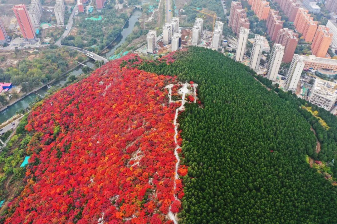 济南红叶蓄力中！收好这份攻略，静待万山流丹