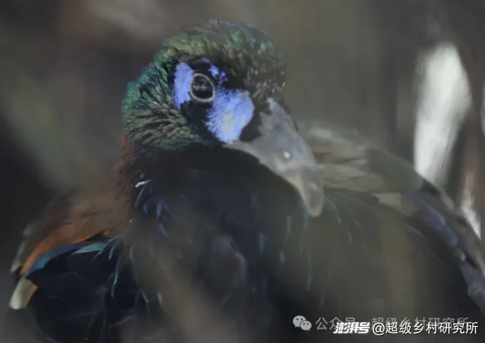 四川一个中国含“猫”量极高的县城，拿出80%的土地给熊猫安家，第一只国礼大熊猫就从这里走出
