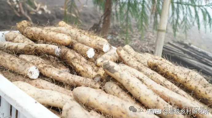 四川一个中国含“猫”量极高的县城，拿出80%的土地给熊猫安家，第一只国礼大熊猫就从这里走出