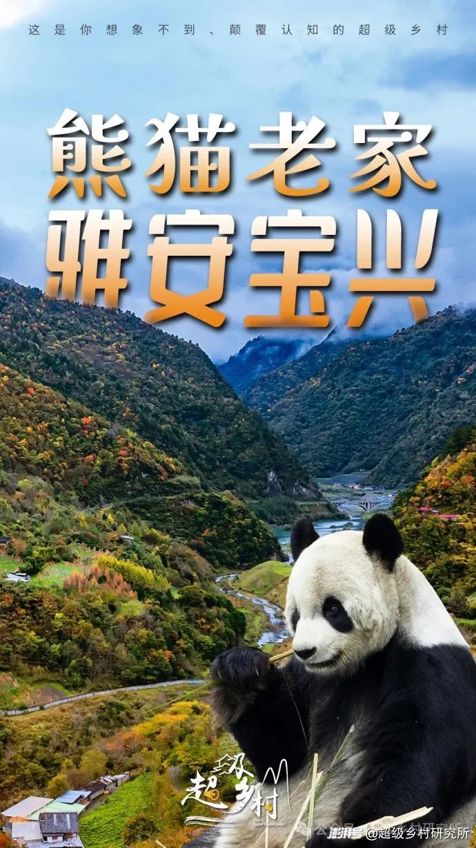 四川一个中国含“猫”量极高的县城,拿出80%的土地给熊猫安家,第一只国礼大熊猫就从这里走出