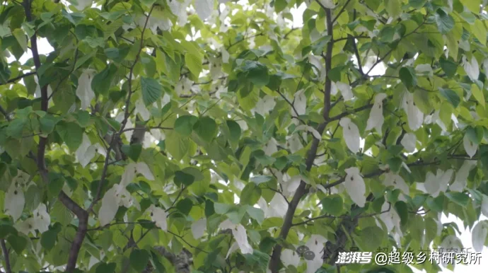 四川一个中国含“猫”量极高的县城，拿出80%的土地给熊猫安家，第一只国礼大熊猫就从这里走出