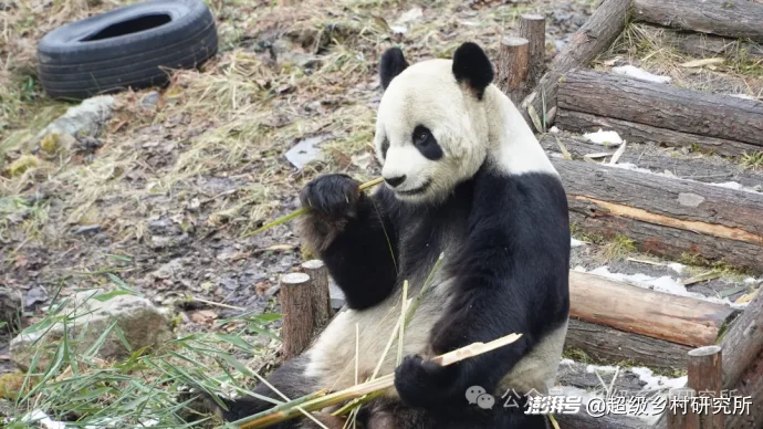 四川一个中国含“猫”量极高的县城，拿出80%的土地给熊猫安家，第一只国礼大熊猫就从这里走出