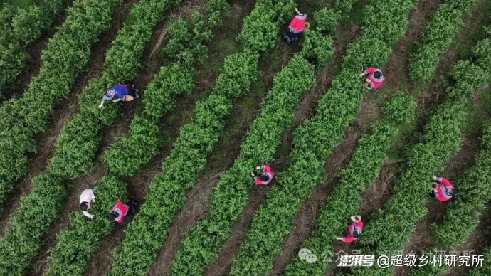 湖南贵州重庆3省交界处的一座云端苗寨,年吸引88万人参观,18个溶洞串联成亚洲第一奇洞