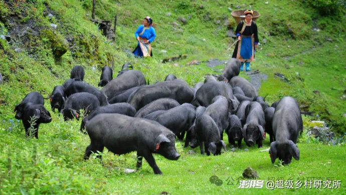 四川一个中国含“猫”量极高的县城，拿出80%的土地给熊猫安家，第一只国礼大熊猫就从这里走出