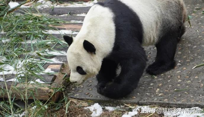 四川一个中国含“猫”量极高的县城，拿出80%的土地给熊猫安家，第一只国礼大熊猫就从这里走出
