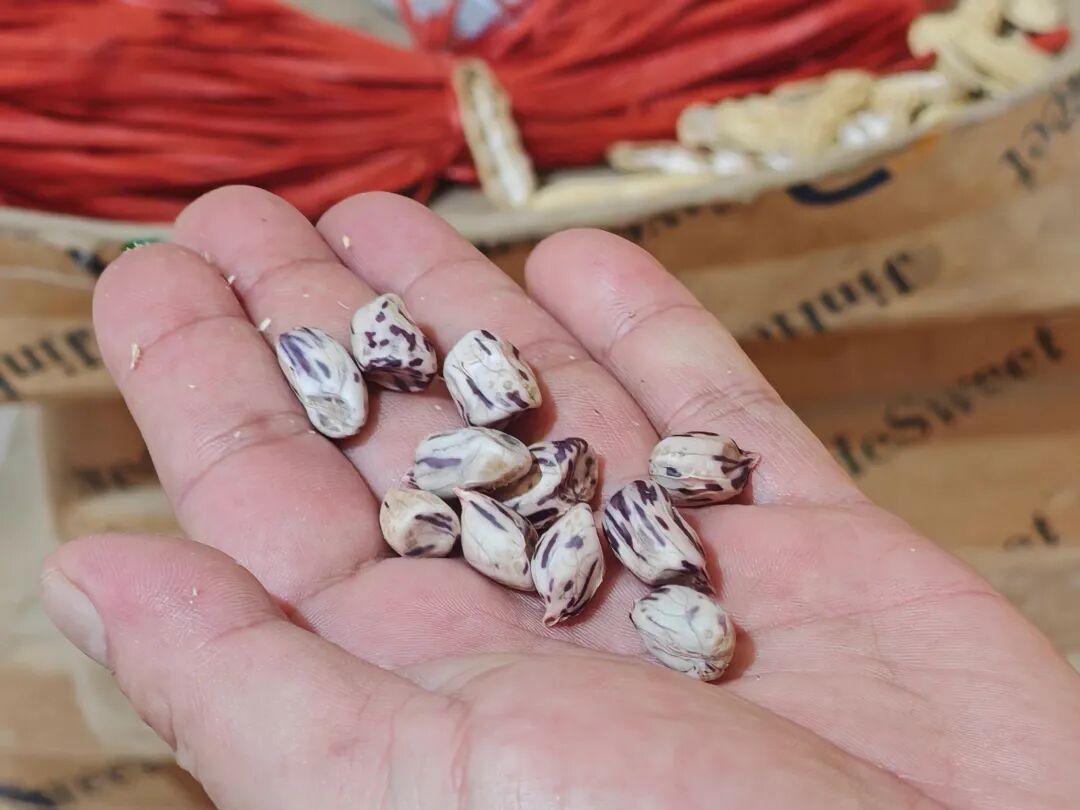 过去曾是高要人的待客珍品,如今成了年产值约4亿元的乡村支柱产业→