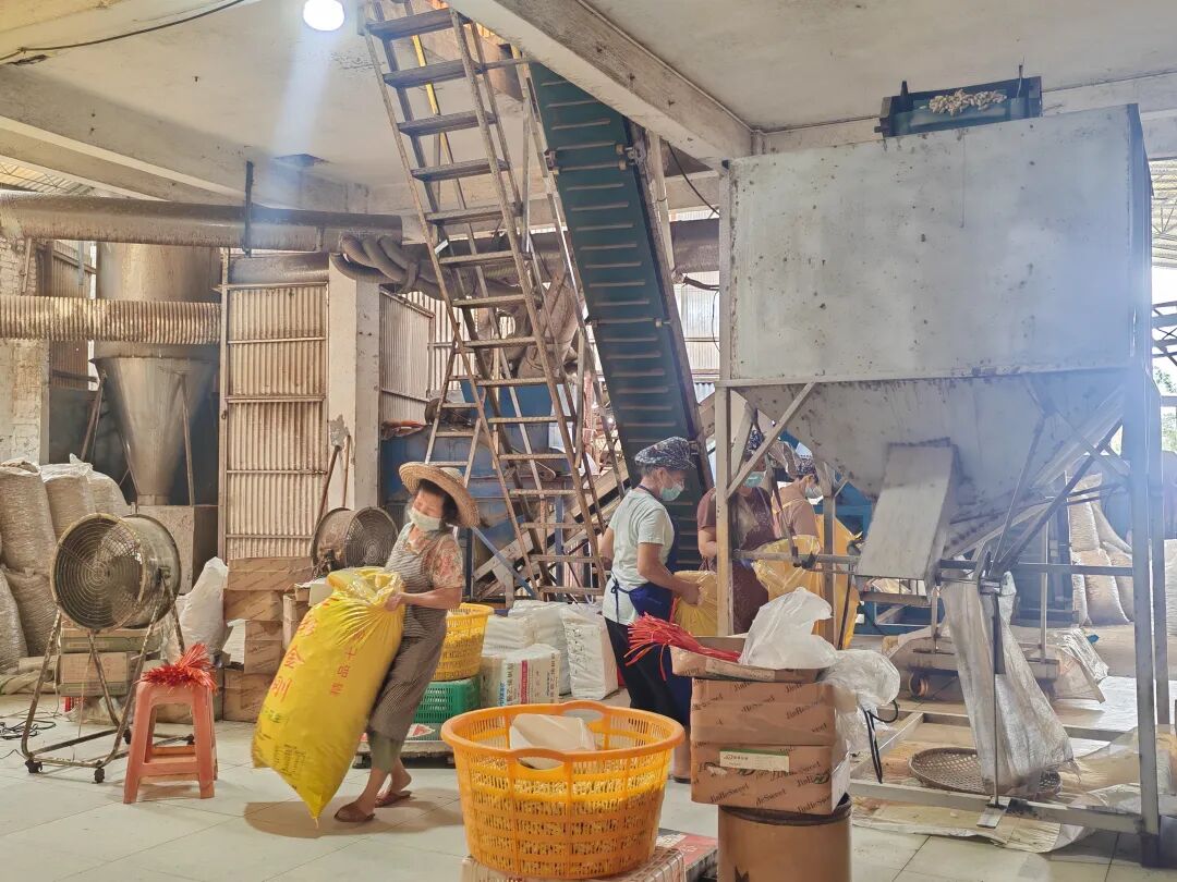 过去曾是高要人的待客珍品,如今成了年产值约4亿元的乡村支柱产业→