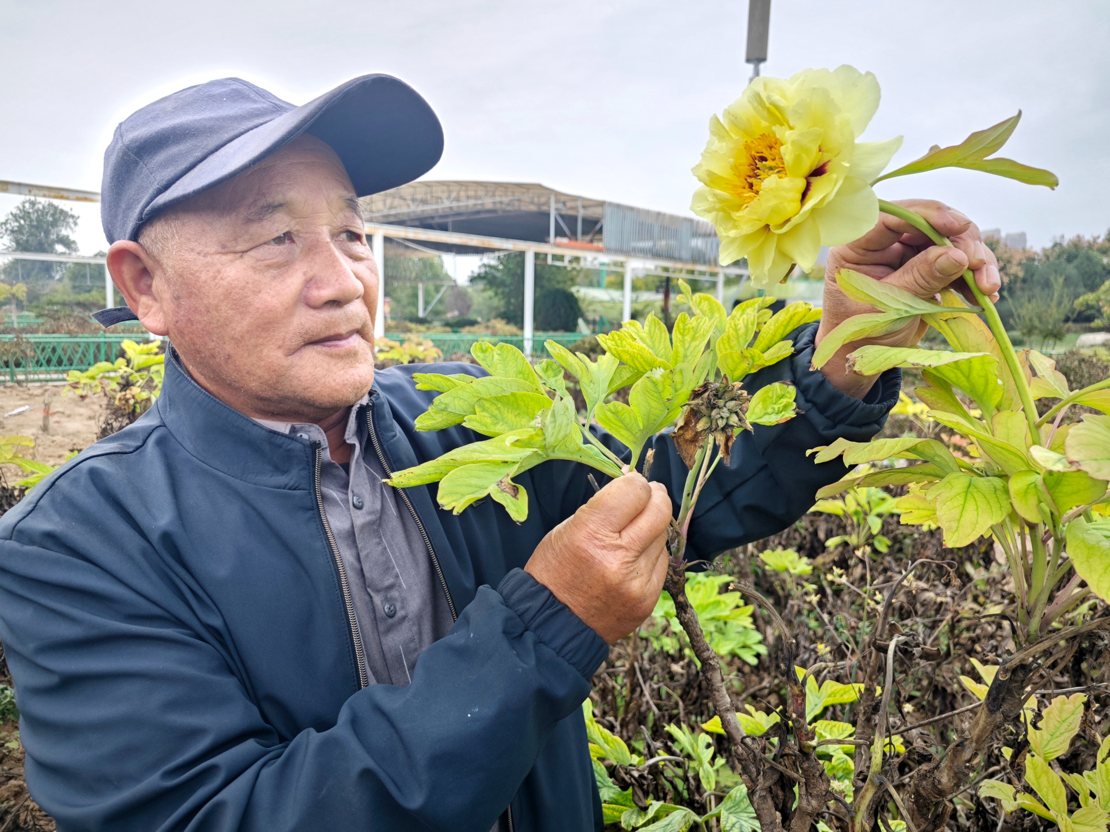 曹州牡丹园补植3万余株牡丹，涉及30余个品种，月底前补植完成，明年花海将更壮观