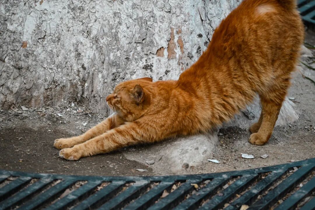 漫步济南“猫王街”!在经纬老巷解锁一场治愈citywalk