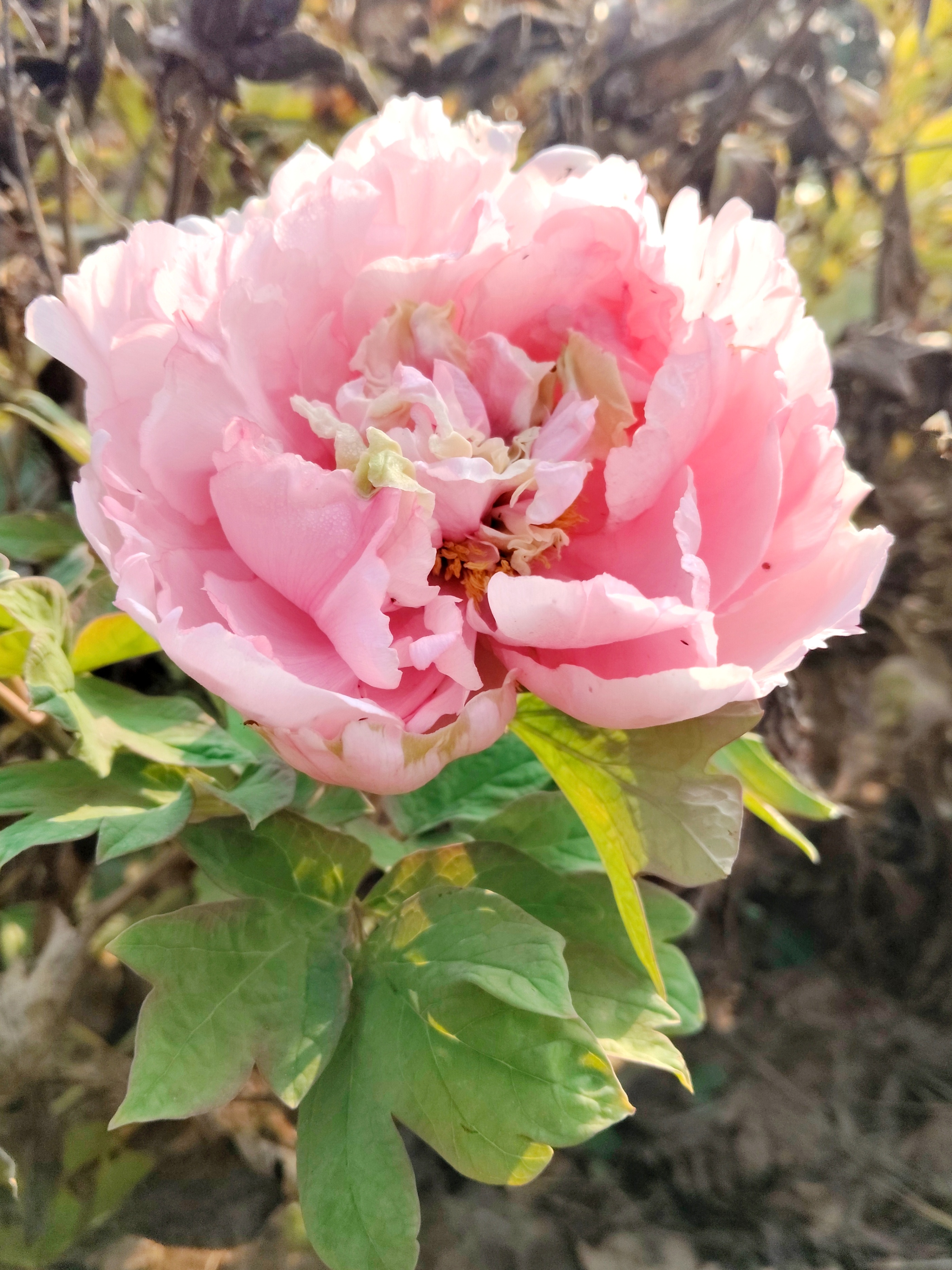 曹州牡丹园补植3万余株牡丹，涉及30余个品种，月底前补植完成，明年花海将更壮观