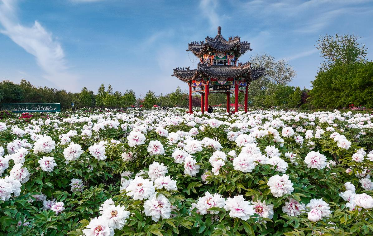 牡丹文化首次开启“宇宙级”传播,太空屏幕上菏泽牡丹深情告白