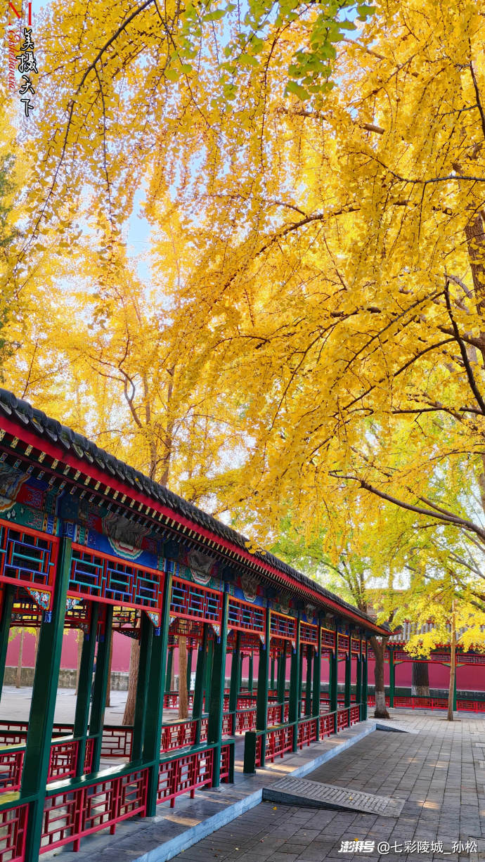 中山公园的银杏