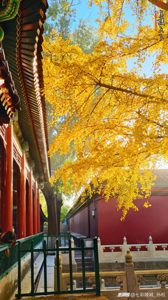中山公园的银杏